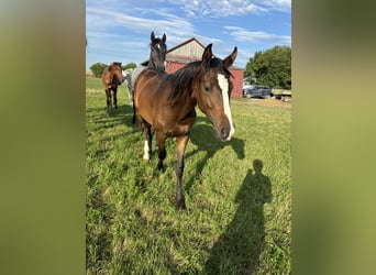 Caballo de deporte alemán, Yegua, 2 años, Alazán-tostado