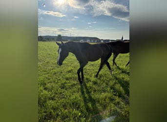 Caballo de deporte alemán, Yegua, 2 años, Alazán-tostado