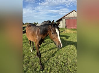 Caballo de deporte alemán, Yegua, 2 años, Alazán-tostado