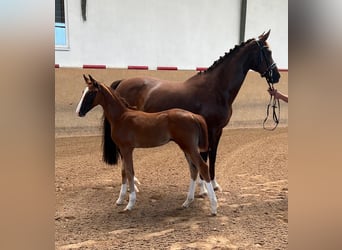 Caballo de deporte alemán, Yegua, 2 años, Alazán-tostado