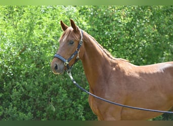 Caballo de deporte alemán, Yegua, 2 años, Alazán-tostado