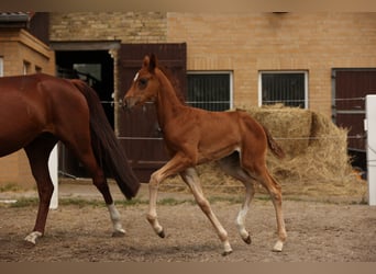 Caballo de deporte alemán, Yegua, 2 años, Alazán-tostado