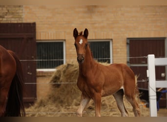 Caballo de deporte alemán, Yegua, 2 años, Alazán-tostado