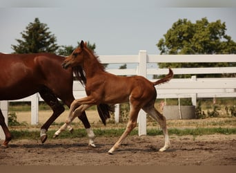 Caballo de deporte alemán, Yegua, 2 años, Alazán-tostado