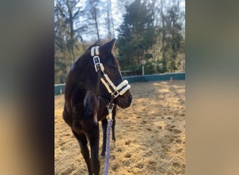 Caballo de deporte alemán, Yegua, 2 años, Castaño oscuro