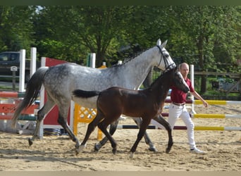 Caballo de deporte alemán, Yegua, 2 años, Musgo