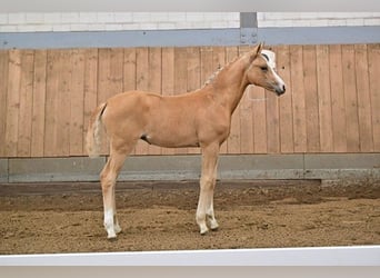 Caballo de deporte alemán, Yegua, 2 años, Palomino