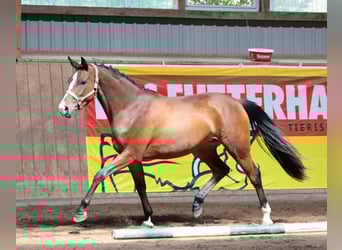 Caballo de deporte alemán, Yegua, 3 años, 152 cm, Castaño