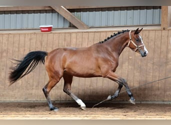 Caballo de deporte alemán, Yegua, 3 años, 152 cm, Castaño
