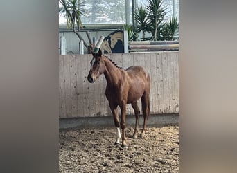 Caballo de deporte alemán, Yegua, 3 años, 153 cm, Alazán