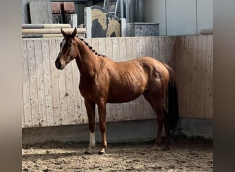Caballo de deporte alemán, Yegua, 3 años, 153 cm, Alazán