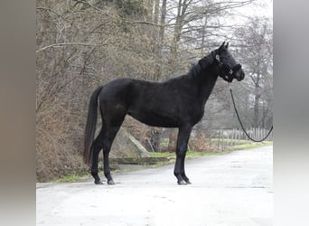Caballo de deporte alemán, Yegua, 3 años, 155 cm
