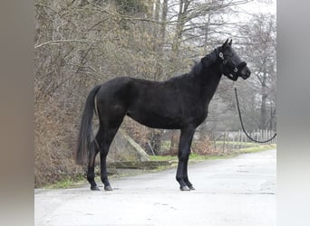 Caballo de deporte alemán, Yegua, 3 años, 155 cm