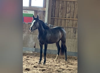 Caballo de deporte alemán, Yegua, 3 años, 155 cm, Castaño