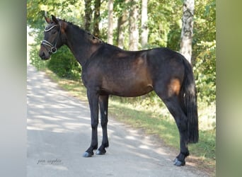 Caballo de deporte alemán, Yegua, 3 años, 155 cm, Castaño oscuro