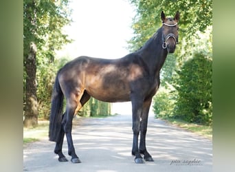 Caballo de deporte alemán, Yegua, 3 años, 155 cm, Castaño oscuro