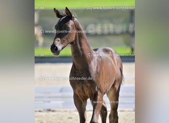 Caballo de deporte alemán, Yegua, 3 años, 155 cm, Castaño oscuro