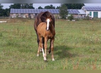 Caballo de deporte alemán, Yegua, 3 años, 157 cm, Alazán-tostado