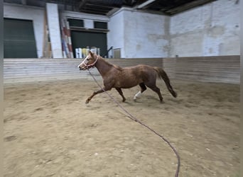 Caballo de deporte alemán, Yegua, 3 años, 157 cm, Alazán-tostado