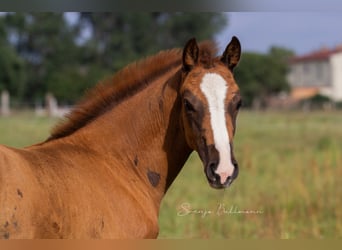 Caballo de deporte alemán, Yegua, 3 años, 157 cm, Alazán-tostado