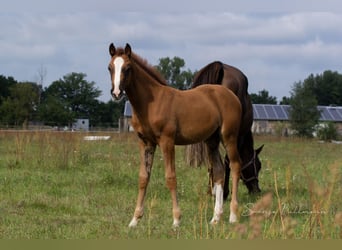 Caballo de deporte alemán, Yegua, 3 años, 157 cm, Alazán-tostado