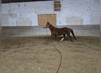 Caballo de deporte alemán, Yegua, 3 años, 157 cm, Alazán-tostado