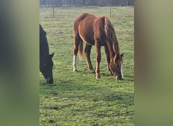 Caballo de deporte alemán, Yegua, 3 años, 157 cm, Alazán-tostado