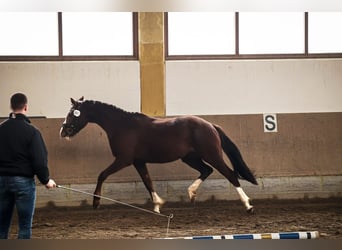 Caballo de deporte alemán, Yegua, 3 años, 157 cm, Alazán-tostado