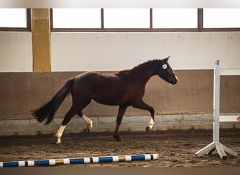 Caballo de deporte alemán, Yegua, 3 años, 157 cm, Alazán-tostado