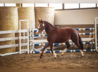 Caballo de deporte alemán, Yegua, 3 años, 157 cm, Alazán-tostado