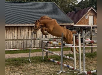Caballo de deporte alemán, Yegua, 3 años, 158 cm, Alazán