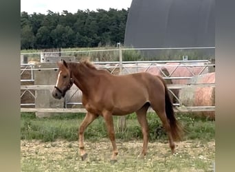 Caballo de deporte alemán, Yegua, 3 años, 158 cm, Alazán
