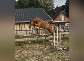 Caballo de deporte alemán, Yegua, 3 años, 158 cm, Alazán