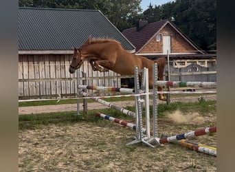 Caballo de deporte alemán, Yegua, 3 años, 158 cm, Alazán