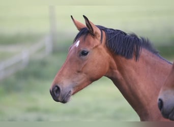 Caballo de deporte alemán, Yegua, 3 años, 158 cm, Castaño