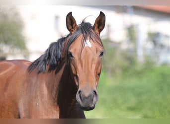 Caballo de deporte alemán, Yegua, 3 años, 158 cm, Castaño