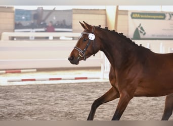 Caballo de deporte alemán, Yegua, 3 años, 159 cm, Castaño