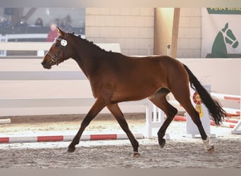 Caballo de deporte alemán, Yegua, 3 años, 159 cm, Castaño