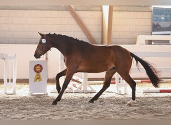 Caballo de deporte alemán, Yegua, 3 años, 159 cm, Castaño