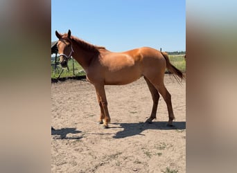 Caballo de deporte alemán, Yegua, 3 años, 160 cm, Alazán