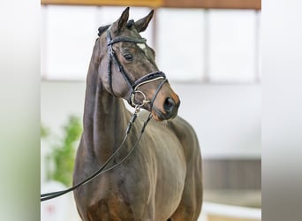 Caballo de deporte alemán, Yegua, 3 años, 160 cm, Castaño