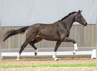 Caballo de deporte alemán, Yegua, 3 años, 160 cm, Castaño