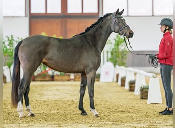 Caballo de deporte alemán, Yegua, 3 años, 160 cm, Castaño