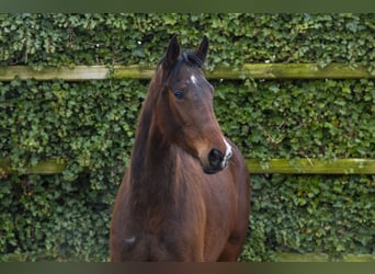 Caballo de deporte alemán, Yegua, 3 años, 160 cm, Castaño