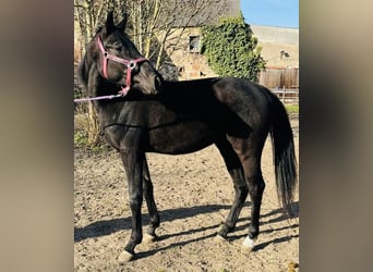 Caballo de deporte alemán, Yegua, 3 años, 160 cm, Negro