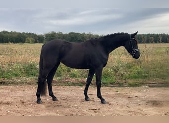 Caballo de deporte alemán, Yegua, 3 años, 160 cm, Negro