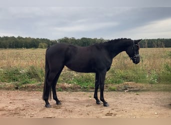 Caballo de deporte alemán, Yegua, 3 años, 160 cm, Negro