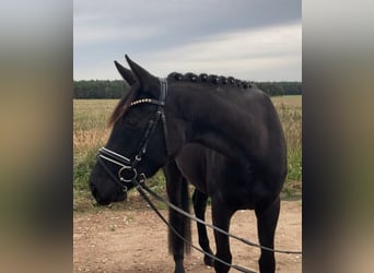 Caballo de deporte alemán, Yegua, 3 años, 160 cm, Negro