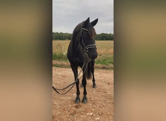 Caballo de deporte alemán, Yegua, 3 años, 160 cm, Negro