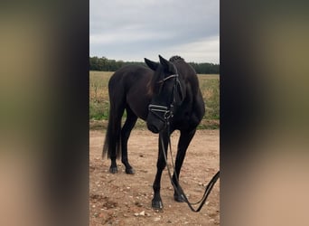 Caballo de deporte alemán, Yegua, 3 años, 160 cm, Negro